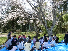 桜弁当.JPG