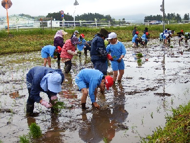 田植え１.JPG