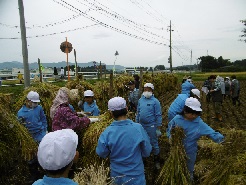 稲刈り３.JPG