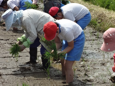 Ｈ２７田植え 402.JPG